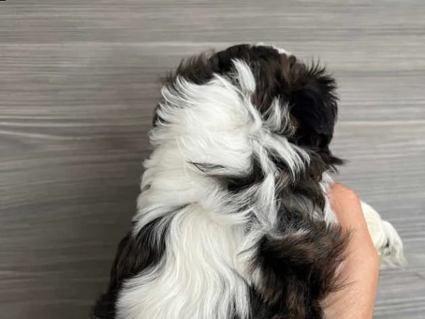 adorabili cuccioli di shih tzu | Foto 4