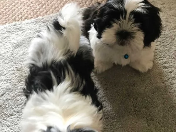 adorabili cuccioli di shih tzu | Foto 3