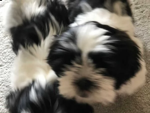 adorabili cuccioli di shih tzu | Foto 2