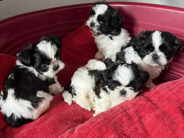 adorabili cuccioli di shih tzu | Foto 1