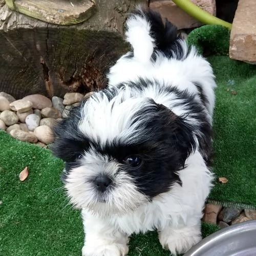 adorabili cuccioli di shih tzu