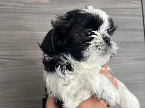 adorabili cuccioli di shih tzu | Foto 0