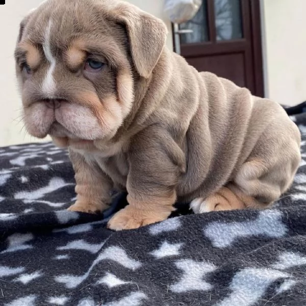 cuccioli di bulldog inglese in adozione