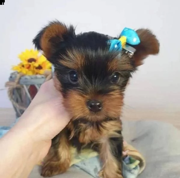 cuccioli di yorkshire terrier in adozione