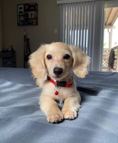 cuccioli di bassotto in adozione