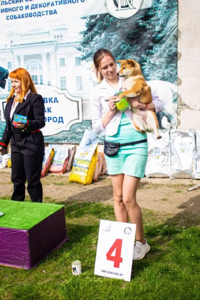 cuccioli shiba inu di razza pura, pedigree fci | Foto 5
