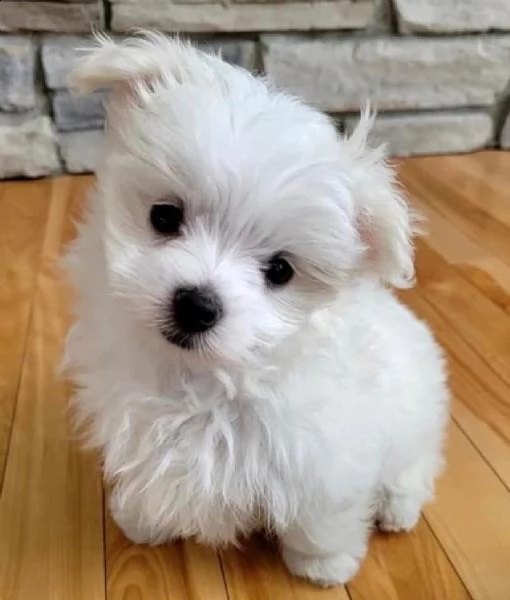 cuccioli di razza maltese toy