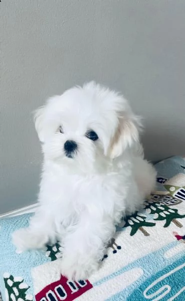 cuccioli maltesi maschio e femmina