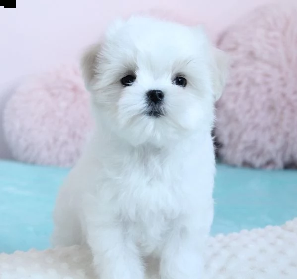disponibili 2 cuccioli di maltese toy  | Foto 0