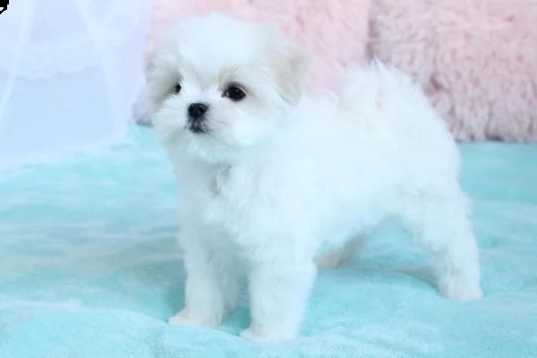 disponibili 2 cuccioli di maltese toy 