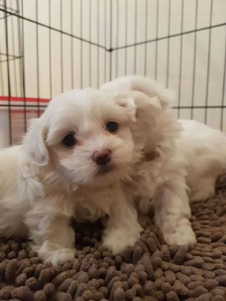 disponibili 2 cuccioli di maltese toy