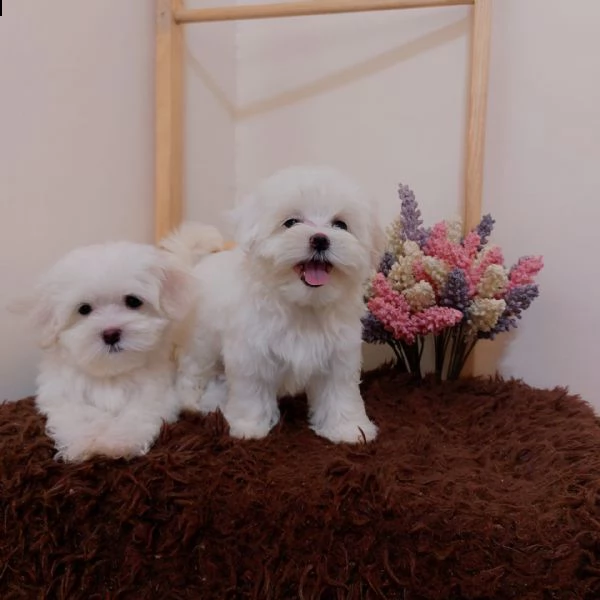maltesi coreani!