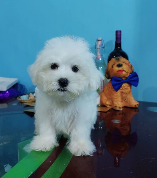 maltese toy cuccioli