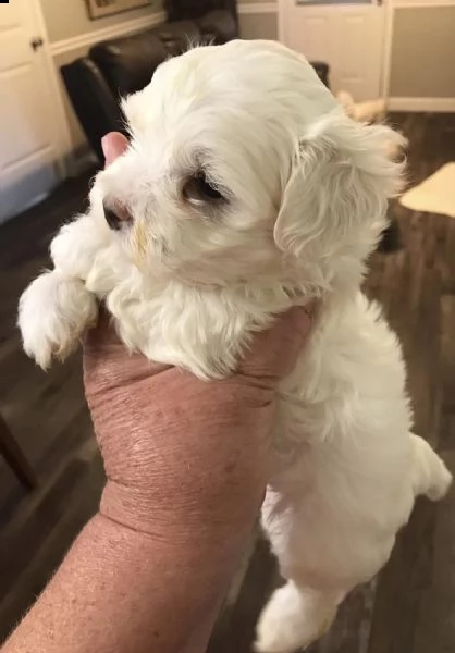 cuccioli maltesi maschio e femmina | Foto 0