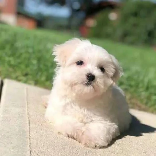 maltesi cuccioli tutti bianchi!!!! | Foto 0