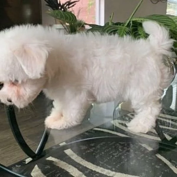 cuccioli di razza maltese toy | Foto 0