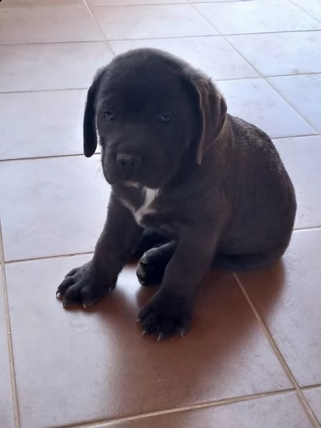 cucciolo di cane corso  | Foto 6