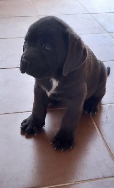 cucciolo di cane corso  | Foto 5
