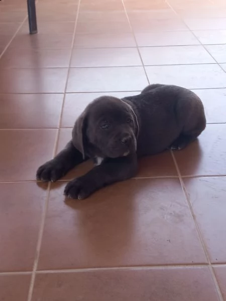 cucciolo di cane corso  | Foto 4