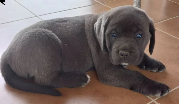 cucciolo di cane corso  | Foto 3