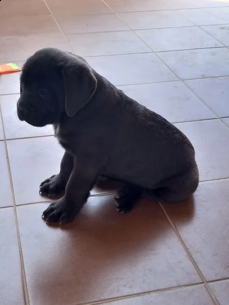 cucciolo di cane corso  | Foto 2