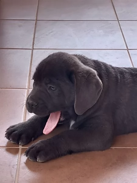 cucciolo di cane corso  | Foto 1