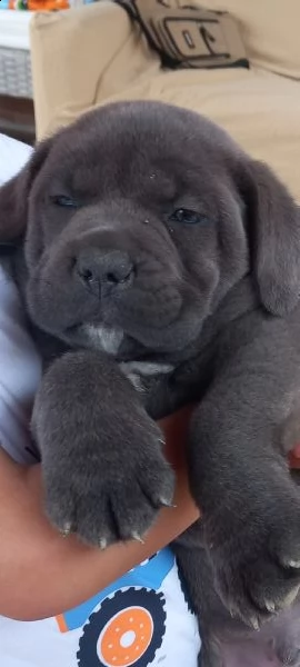 cucciolo di cane corso 