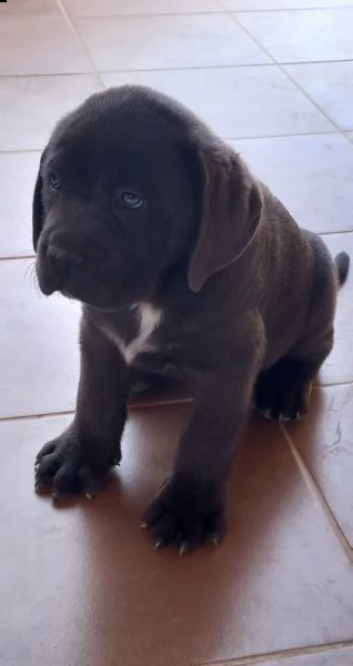 cucciolo di cane corso  | Foto 0