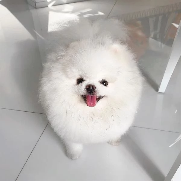 adorabili cuccioli di pomerania 393509706299