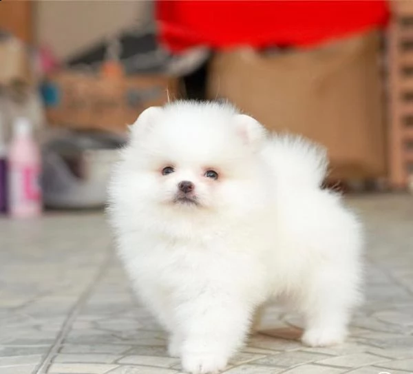 adorabili cuccioli pom disponibili 393509706299