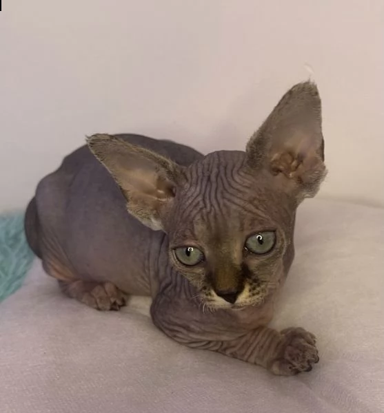 cucciole di sphynx femmine  | Foto 3