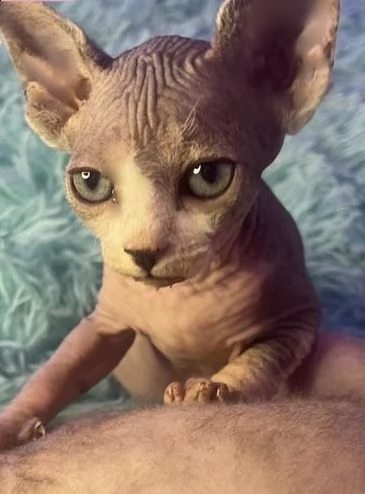 cucciole di sphynx femmine  | Foto 2