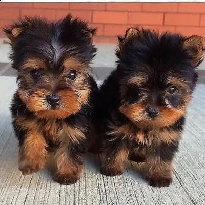cuccioli di yorkie in vendita
