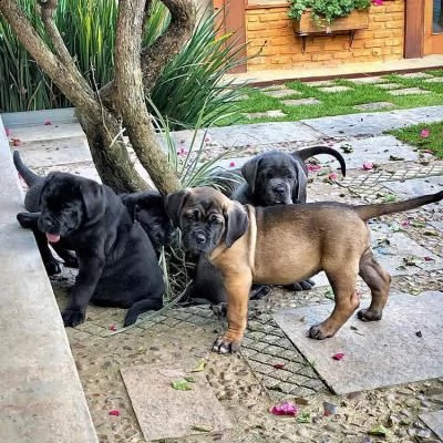 vendo cuccioli di cane corso