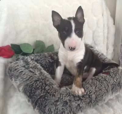 bull terrier cuccioli pronti per ladozione