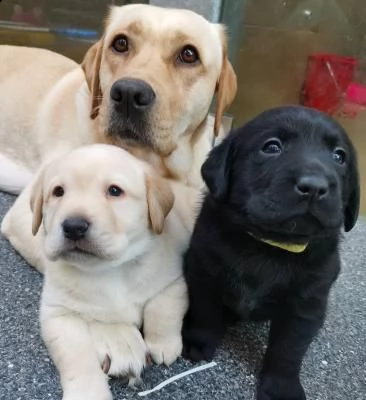 cuccioli di labrador pronti subito