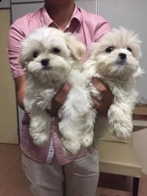 vendo cuccioli di maltese
