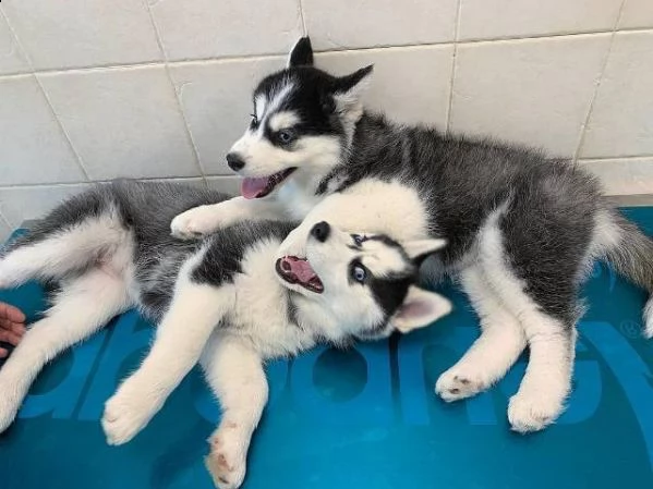 regalo cuccioli di husky siberiano  maschi e femmina  