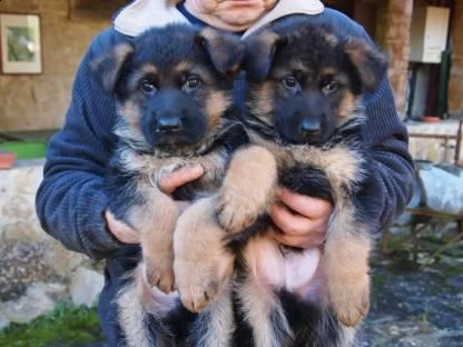 pastore tedesco cuccioli