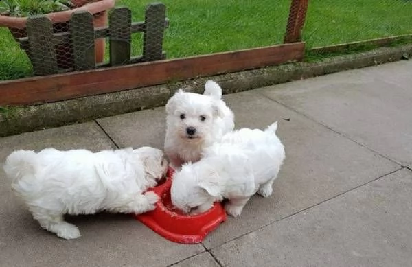 cuccioli di maltesi mini toy 