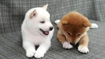 shiba inu cuccioli per regalo