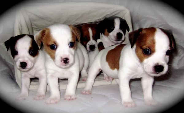 regalo adorabili cuccioli di jack russel femminucce e maschietti