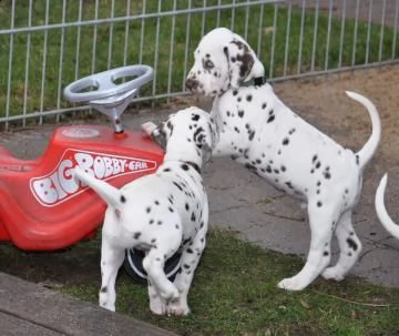 regalo dalmata cuccioli disponible per ladozione