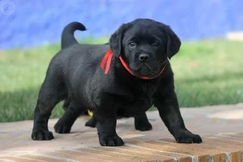 regalo cucciolata di labrador retriever