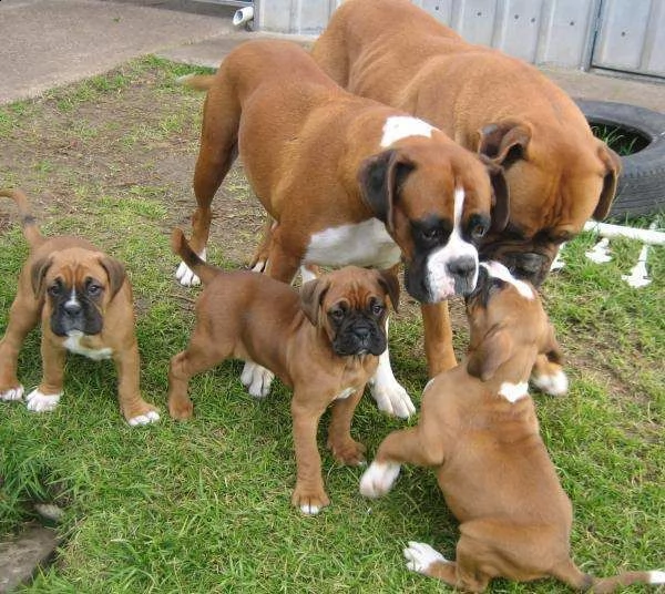 regalo cuccioli boxer purissimi 