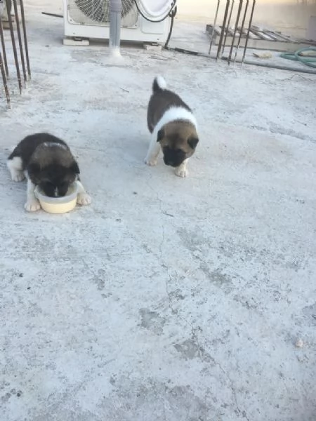 regalo akita inu cuccioli disponibile per ladozione