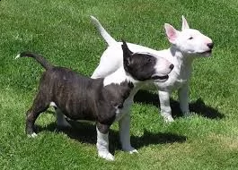 regalo bull terrier cuccioli per ladozione