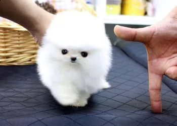 adorabile cucciolo di pomerania per ladozione