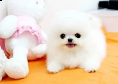 regalo volpino pomerania cuccioli