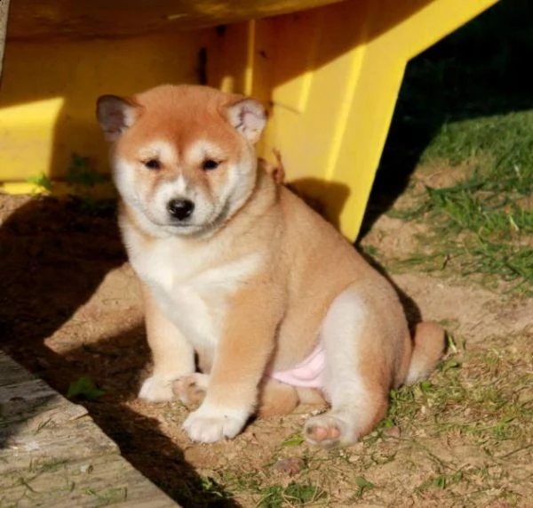 cucciolo di shiba inu